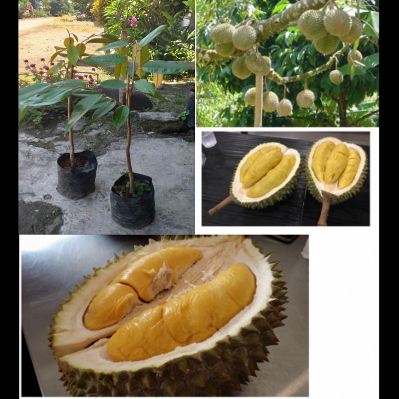 BIBIT DURIAN MUSANGKING SUPER UNGGUL