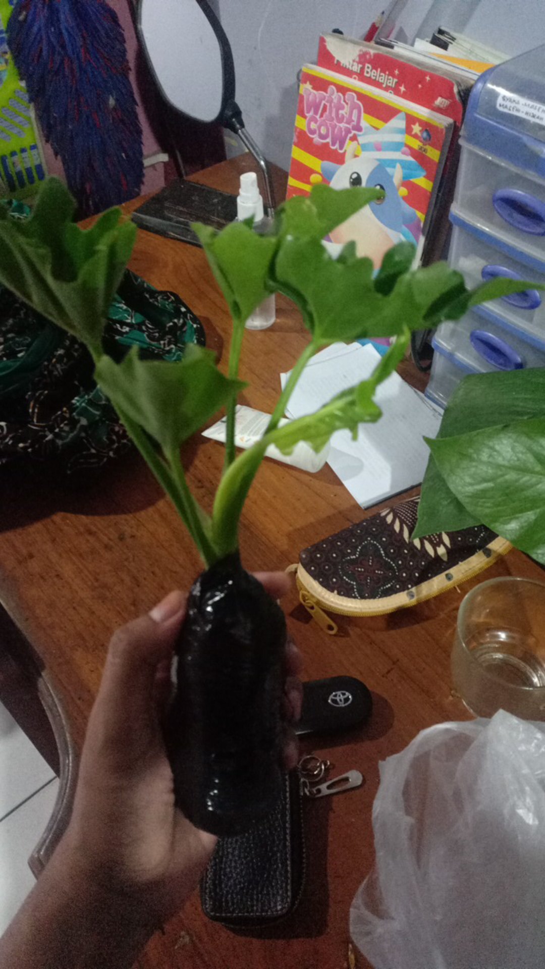 Murah  Tanaman Hias Monstera Philodendrum - Philo Jari - Monstera Philo Jari