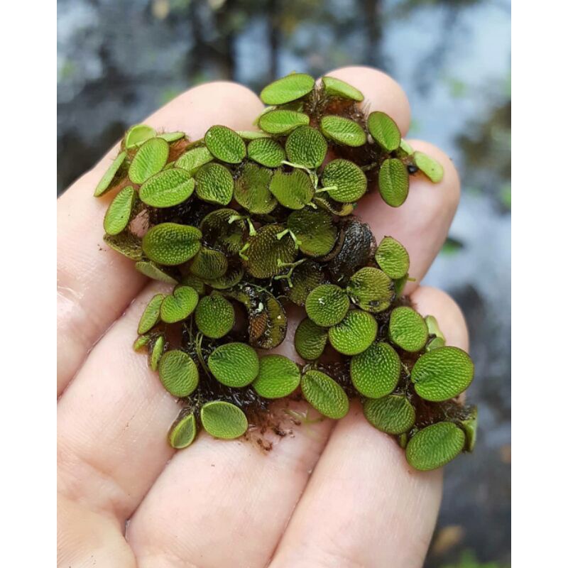 Tanaman Air Tawar Apung