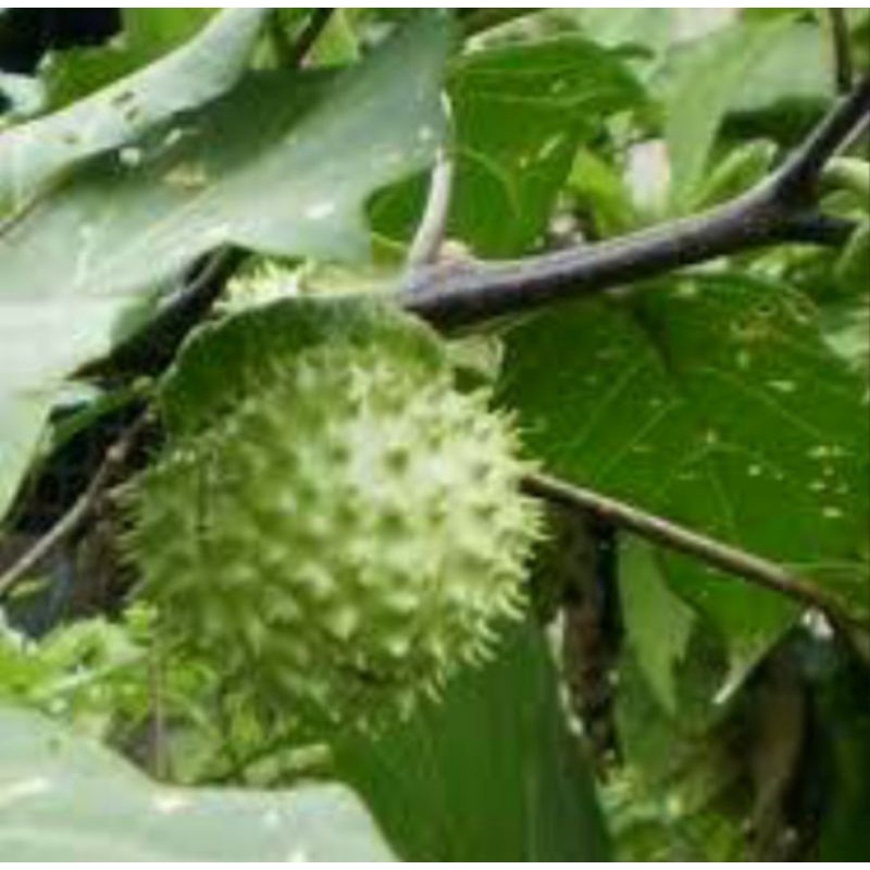 bibit tanaman pohon kecubung ungu