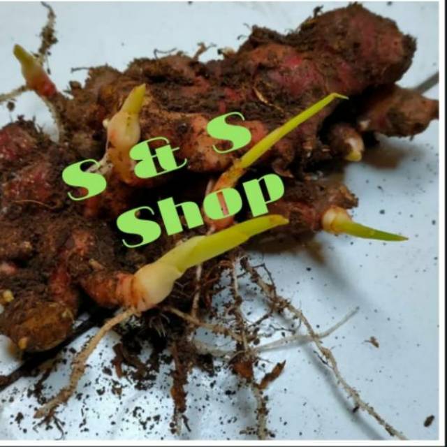 Bibit rimpang jahe merah super brastagi medan 1 kg