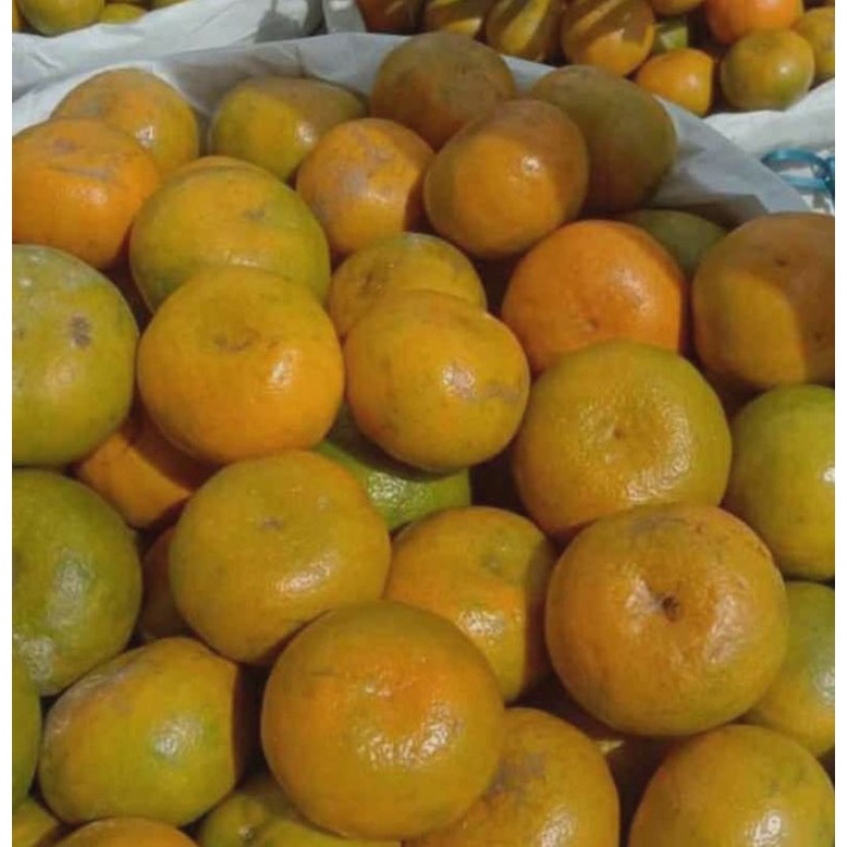 

BUAH JERUK MEDAN FRESH PAKET HEMAT 10 KG
