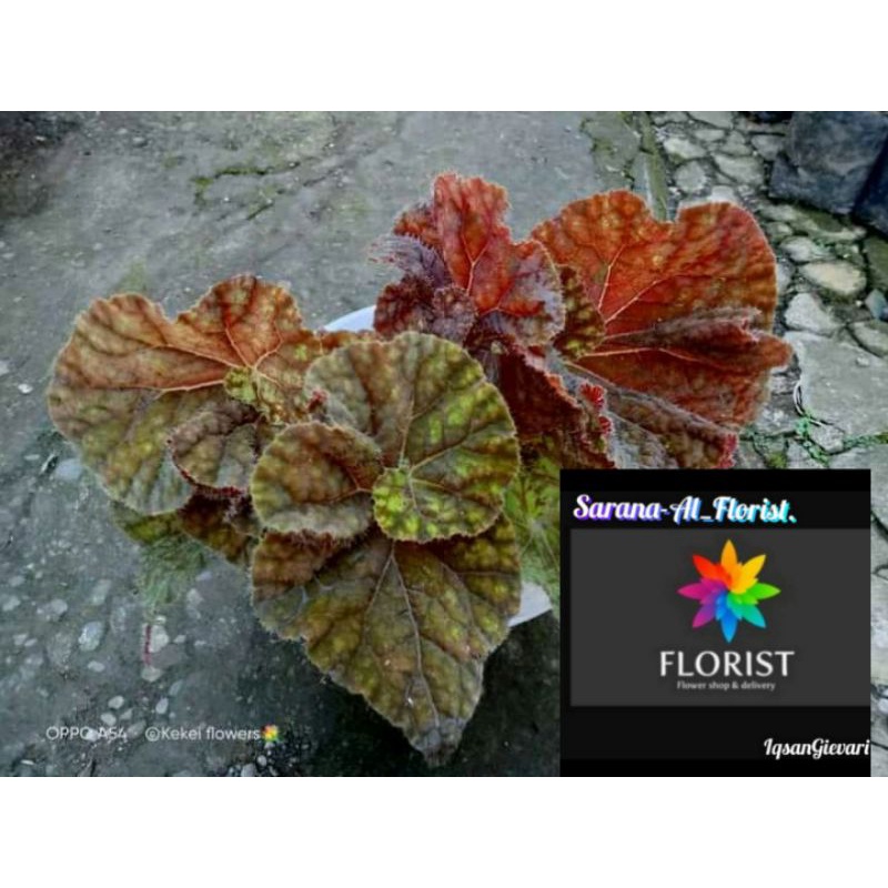 Tanaman hias begonia keong love/keong madu