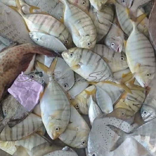 ikan Kuwe Segar 1Kg // Ikan Kuwe Manggali