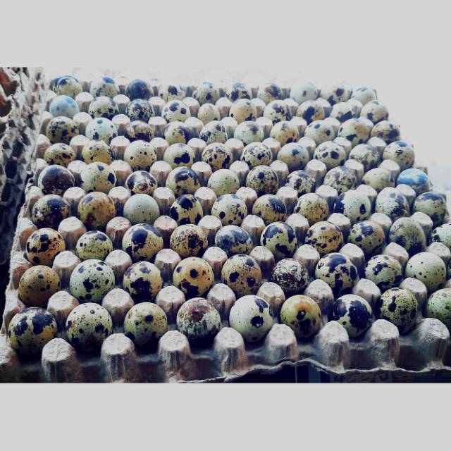 Telur Puyuh Fresh 1kg Isi 90 Butir Shopee Indonesia