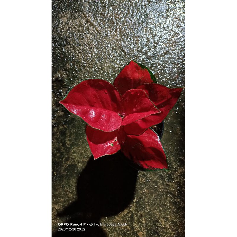 BIBIT TANAMAN HIAS BUNGA AGLONEMA SUKSOM MERAPI SUPER