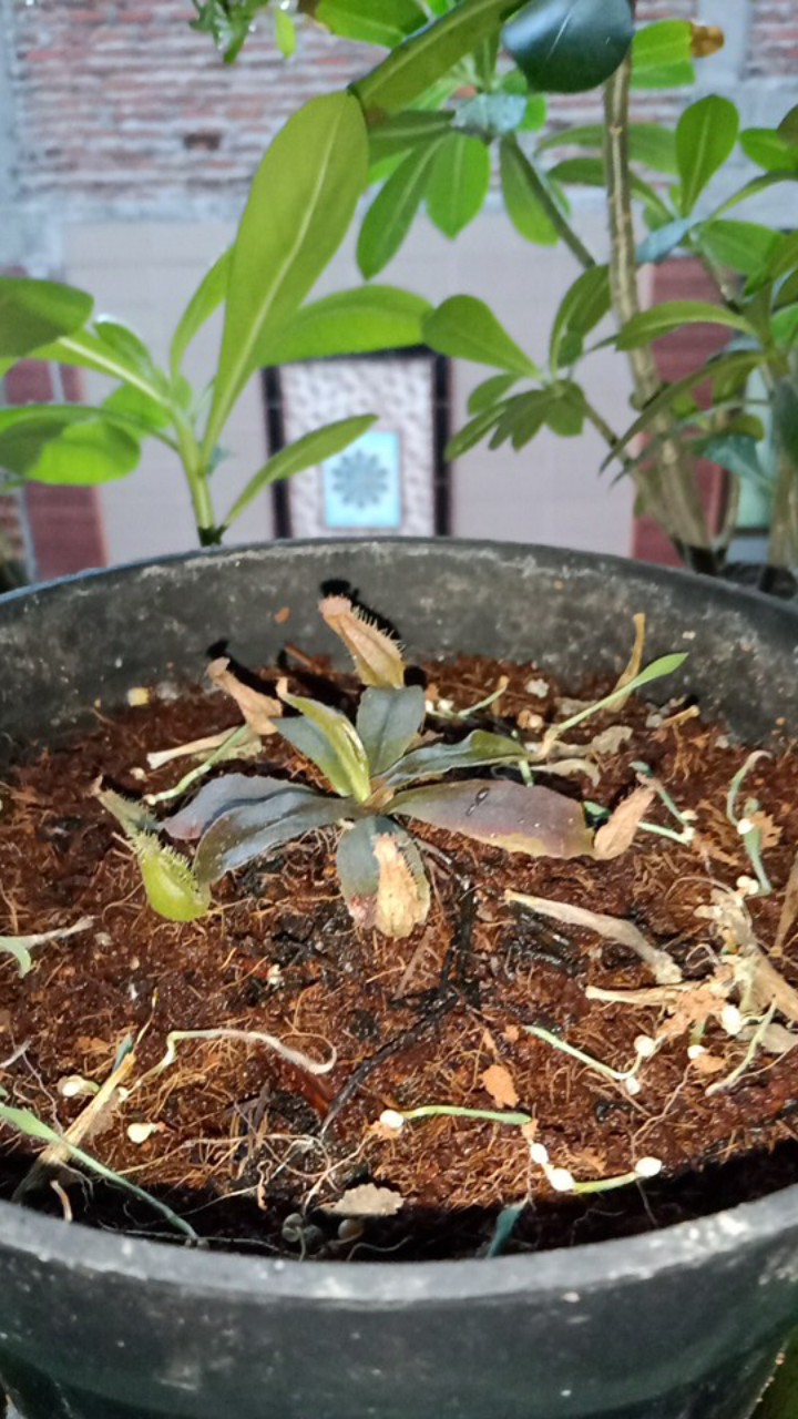 Tanaman Hias Nephentes Raflessiana (s) Hasil Kultur Jaringan