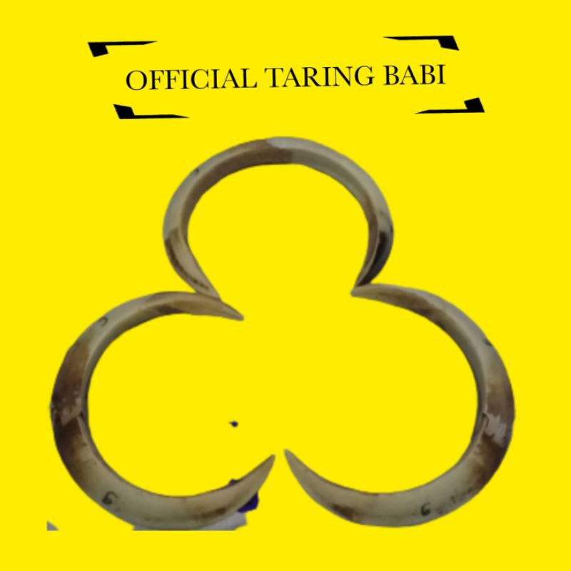 [ Uk 10cm Sepasang ] 100% Original Taring Babi