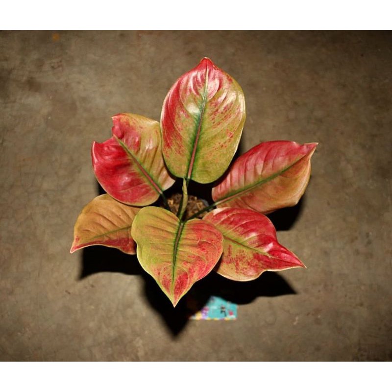 bonggol aglonema ayunindi/bibit tanaman ayunindi