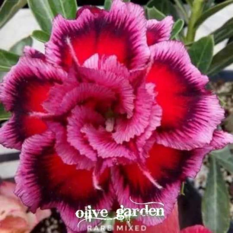

bibit bunga kamboja adenium rare mixed