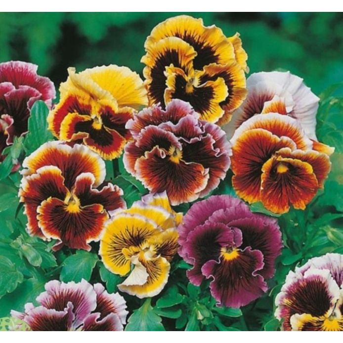 Benih bunga PANSY FROU FROU MIXED 5 BIJI benih bunga import f1 fothergills