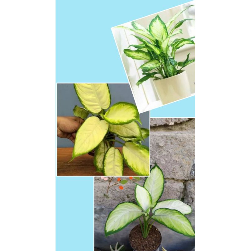 difenbacia susu, aglonema susu, Sri rejeki susu