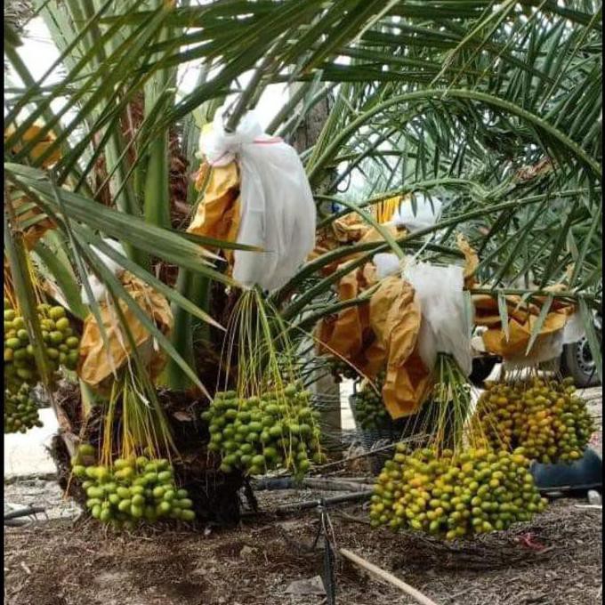 Vcet Bibit Buah Kurma Tropis Siap Tanam *_$