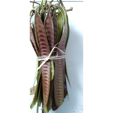 

Petai Cina Lamtoro per ikat @