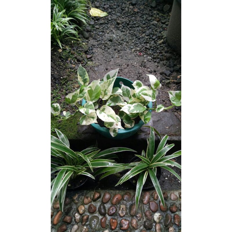 Epipremnum Njoy - Sirih Njoy