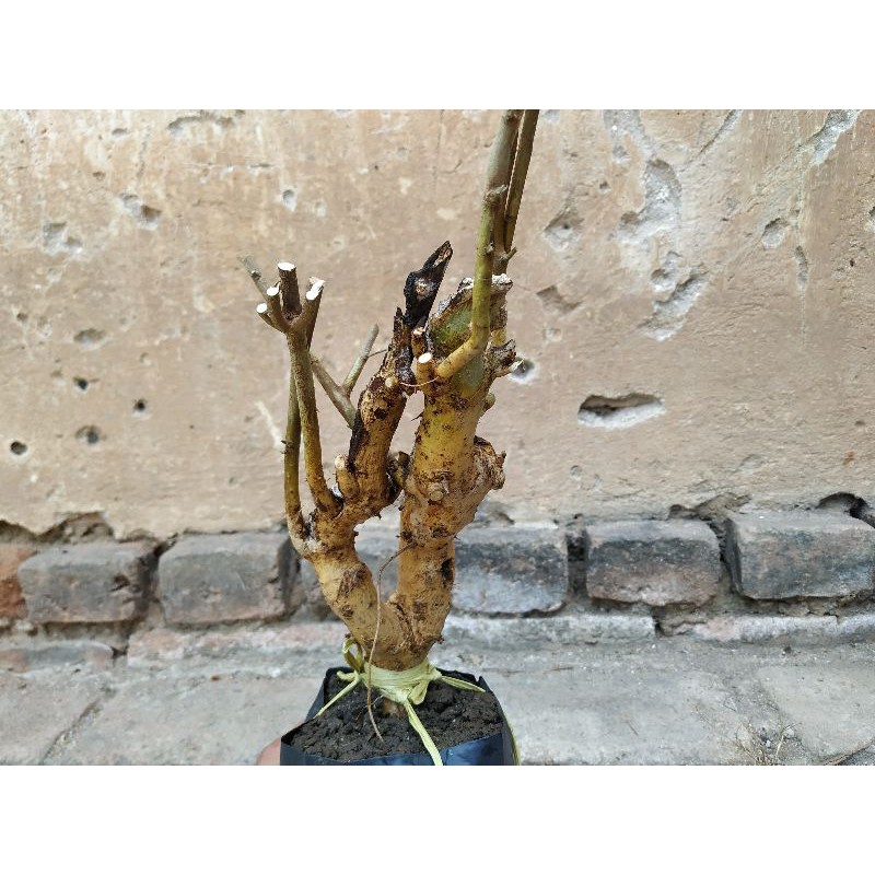 Bakalan Bonsai Serut istimewa hasil dongkel