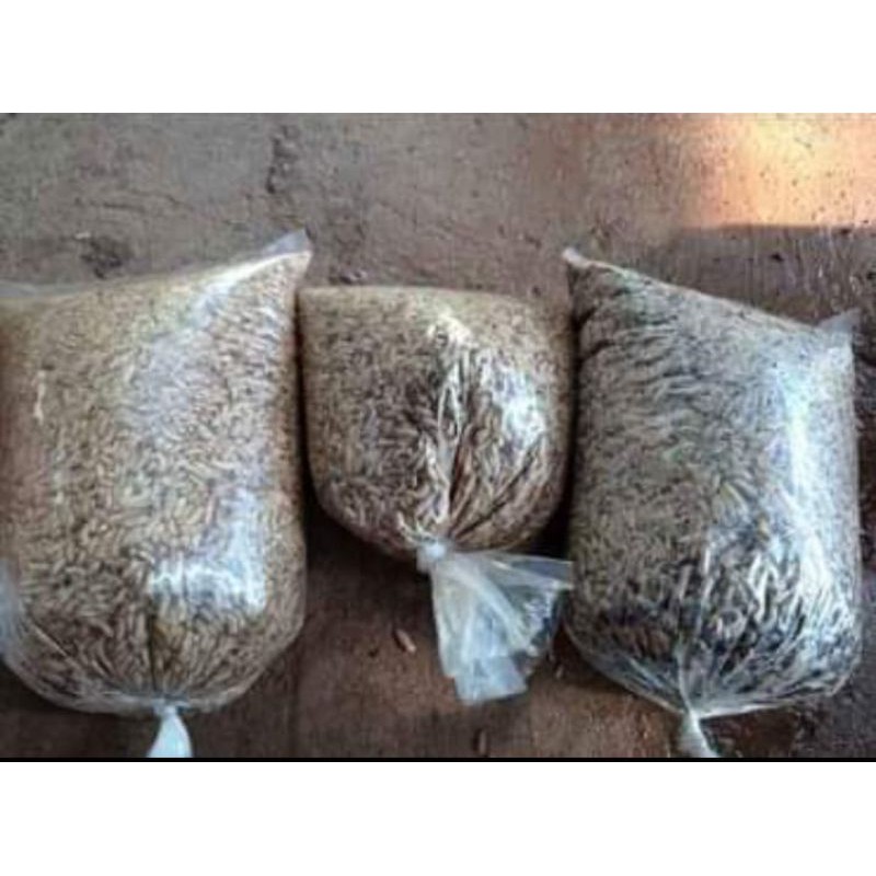 Maggot fresh (hidup) 1kg|pakan ternak, ikan, burung dan umpan mancing