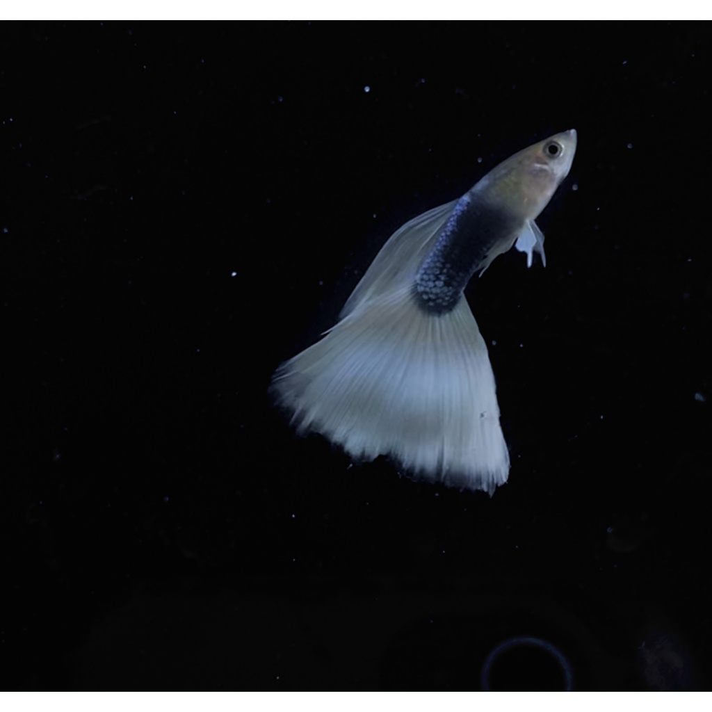 GUPPY HB WHITE