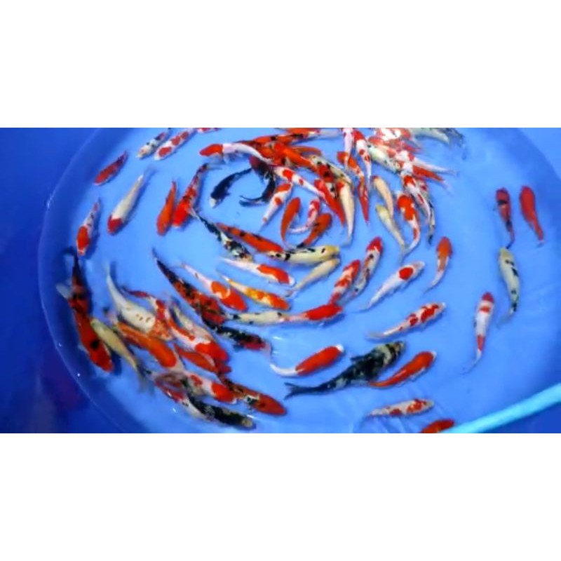 ikan Koi Grade A 12-15cm