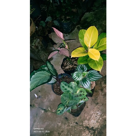 PROMO 50Rb, Calathea variegata, Water melon, Calathea dark star, Syngonium pink, Lemon leaf