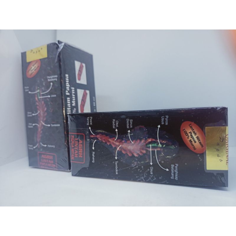 minyak lintah hitam papua