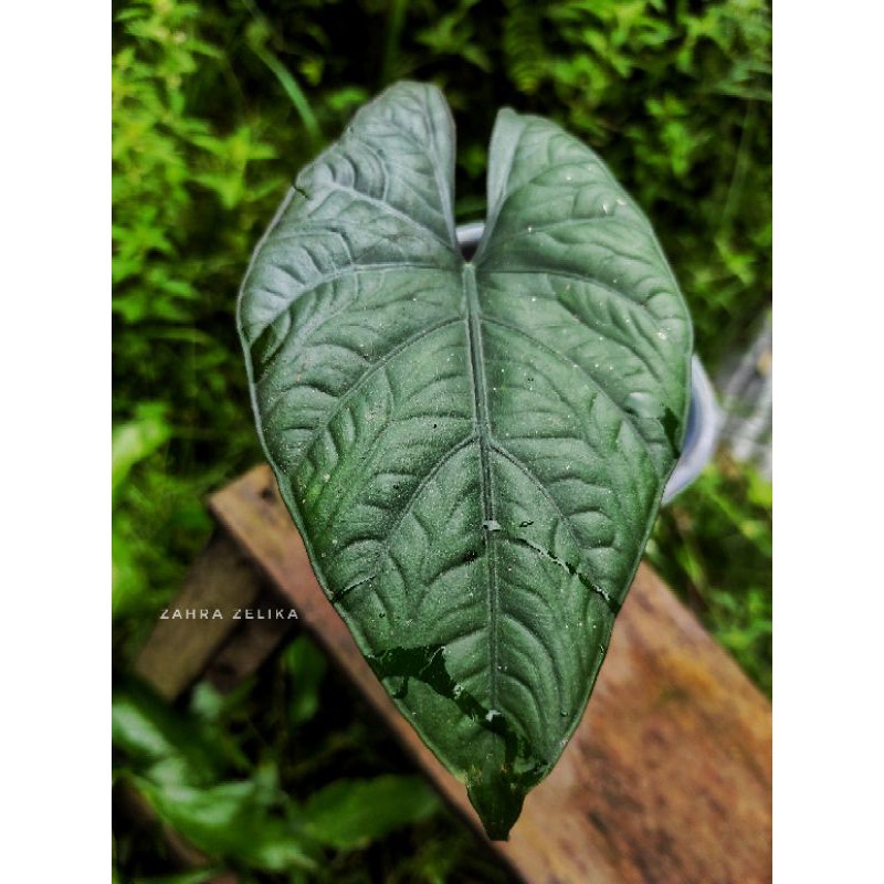 Alocasia nebula sp borneo