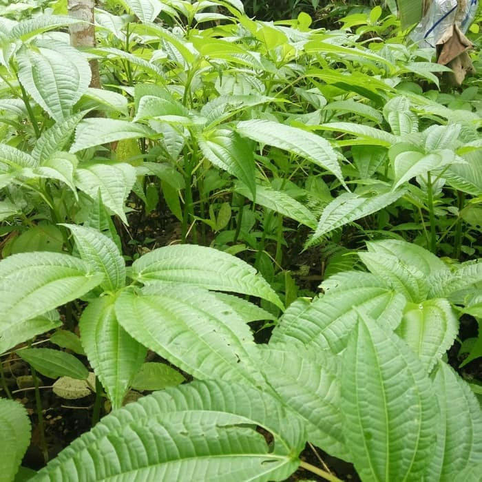 

Daun Pohpohan Segar 500gram Lalapan Pohpohan