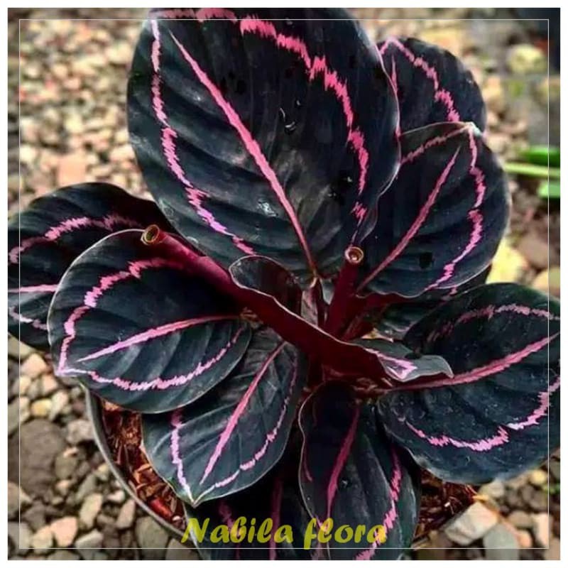 Tanaman hias calathea black lipstik - meranti black lipstik murah