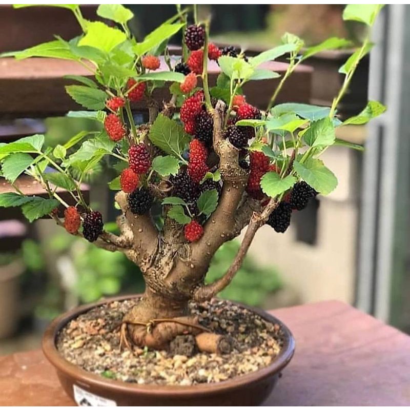 Bibit tanaman bahan bonsai murbei/murbei batang besar/indukan murbei murah