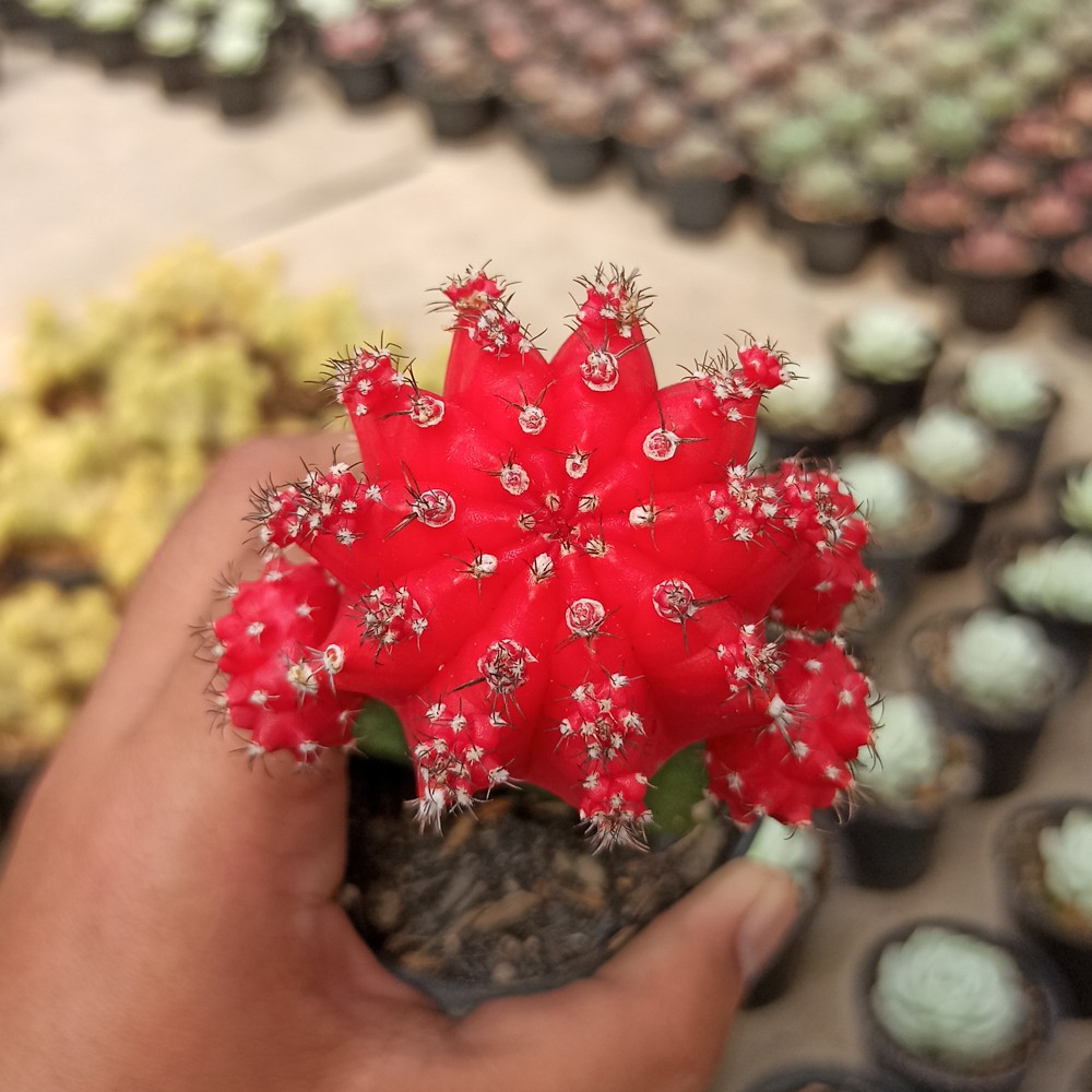Kaktus Gymno Import Korea Big Size | 313. Gymnocalycium Mihanovichii - Red