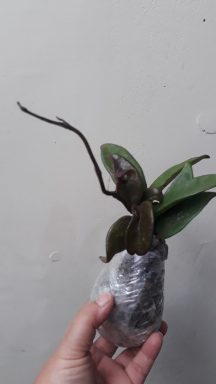 Tanaman Hias Hoya Bunga Merah Mindorensis Red Untuk Tanaman Gantung