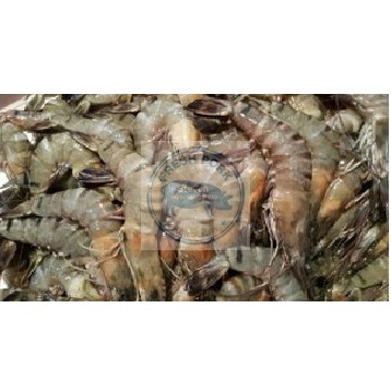 

Udang Pancet Segar - Fresh Pencet Shrimp