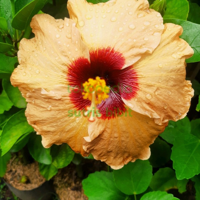 Tanaman Bunga Hibiscus Import Subadra