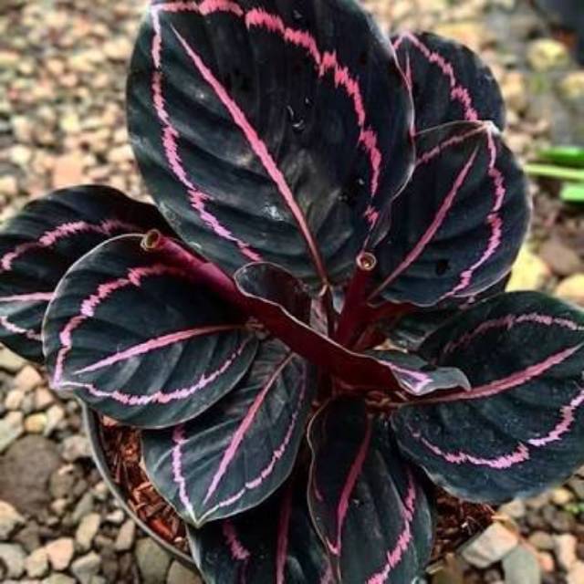  Calathea  Black  Lipstick  Tanaman Hias Shopee Indonesia