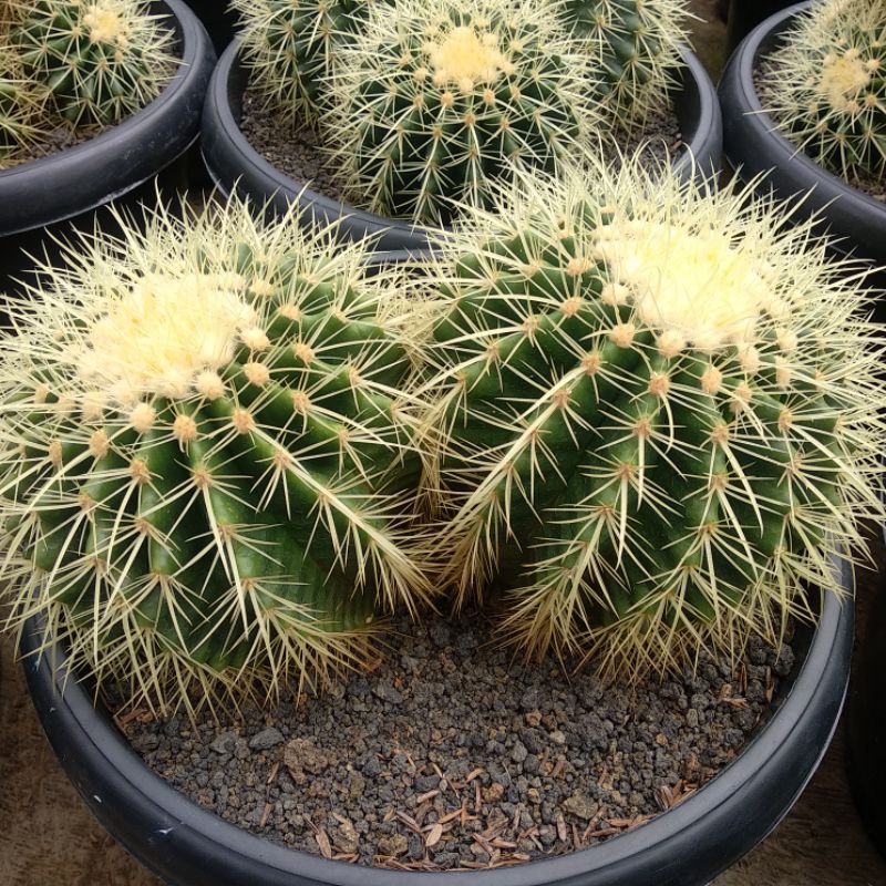 Echinocactus Grusoni/Golden Barrel Cluster | DP 30cm