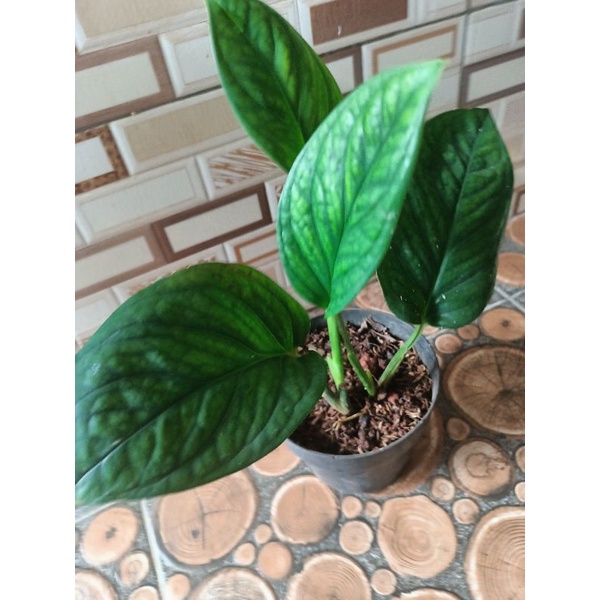 Tanaman Hias Monstera Pinatipartita Dengan Dua Tunas Baru |  Real Pict