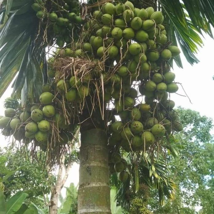 6 Bibit Pohon Pinang Thailand Jumbo *_*