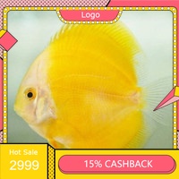 Discus Golden Honey ( Ikan )
