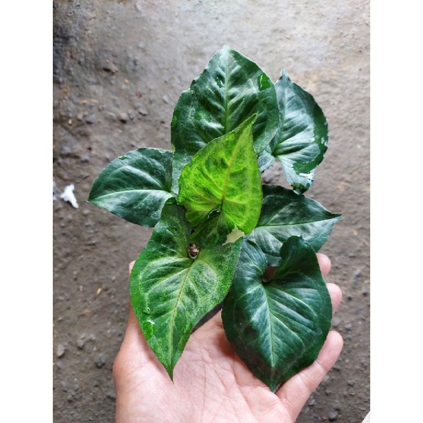 Tanaman Hias Syngonium T24/syngonium T24