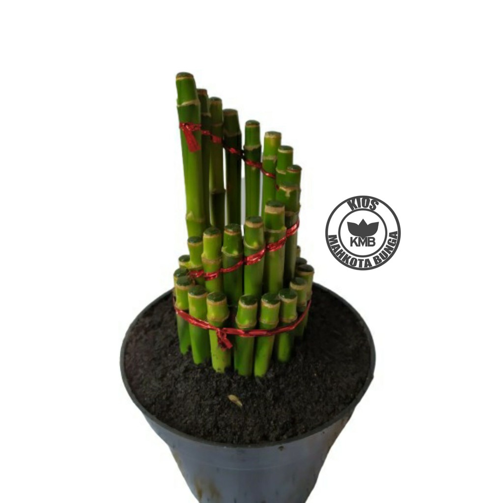 Jual Lucky Bamboo Bambu Hoki Tanaman Hias Bambu Hoki Sri Rejeki