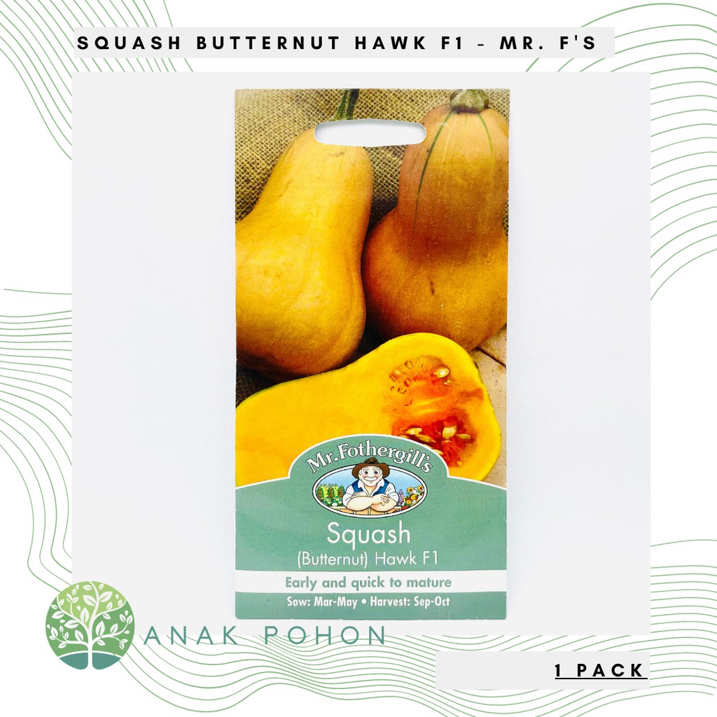 ( 1 PACK ) Benih Squash Butternut Hawk F1 - Mr. Fothergills - 10 Biji