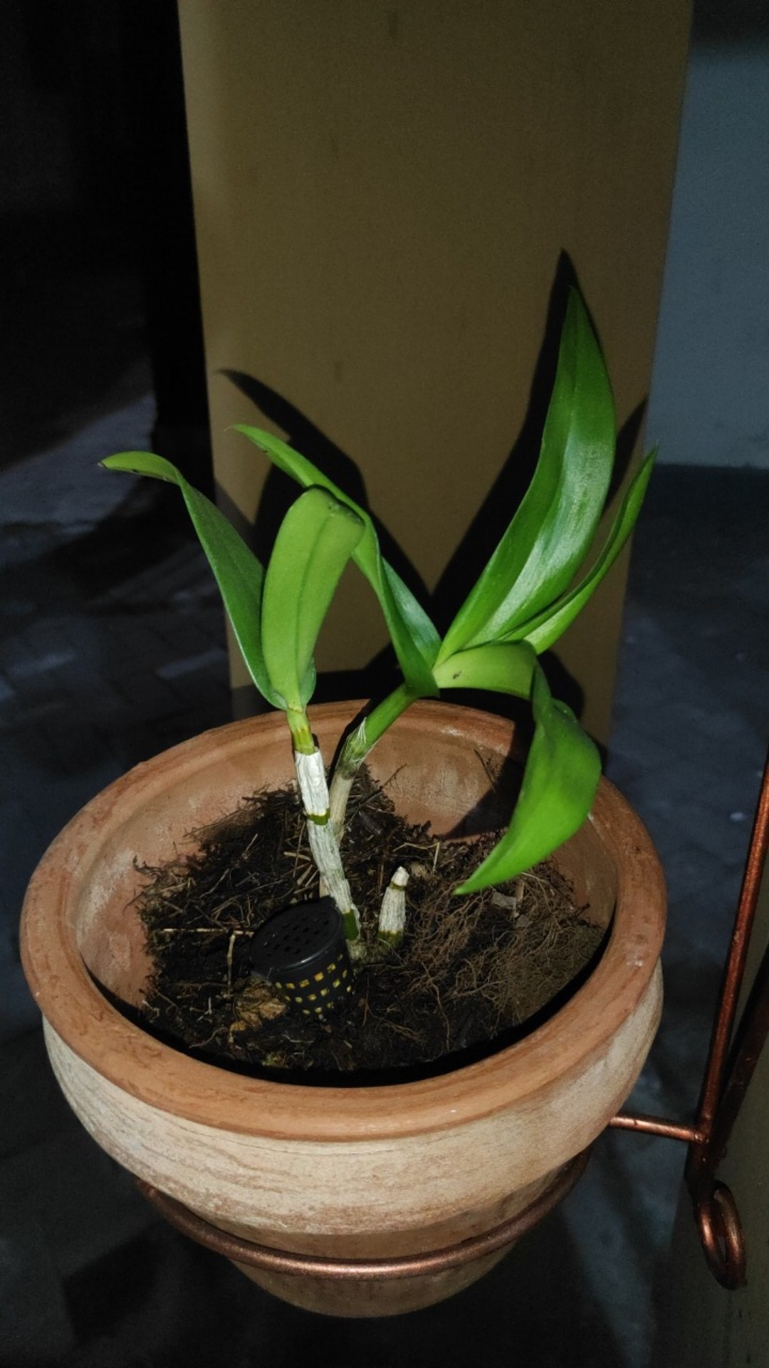 Anggrek Dendrobium Thailand Aneka Warna