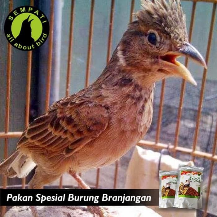 Pakan Burung Branjangan Insect Blend With Vegetables Reguler Hw