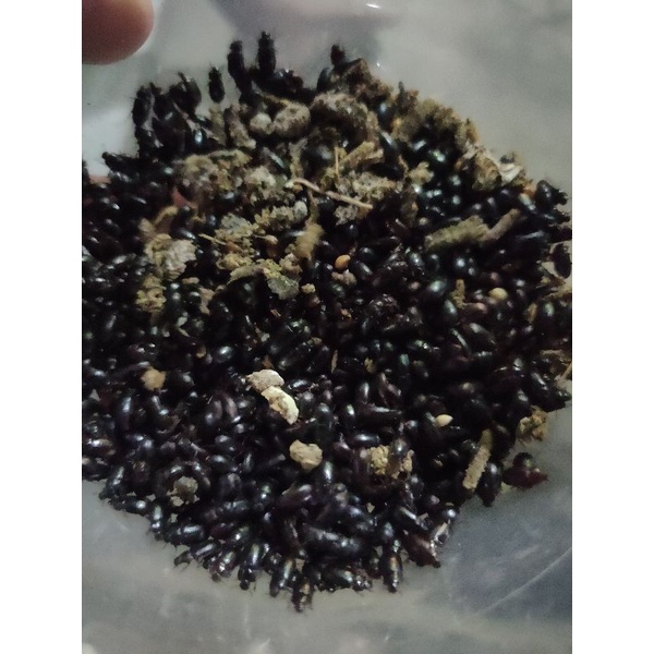 kepik kandang ulat kandang isi 200 ml / 1 gelas