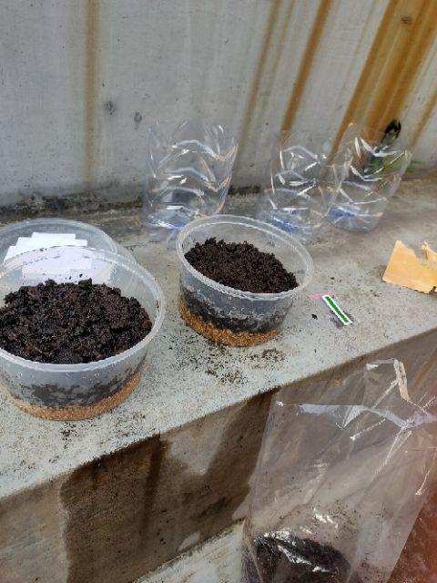 Biji Benih Bibit Kaktus Besar