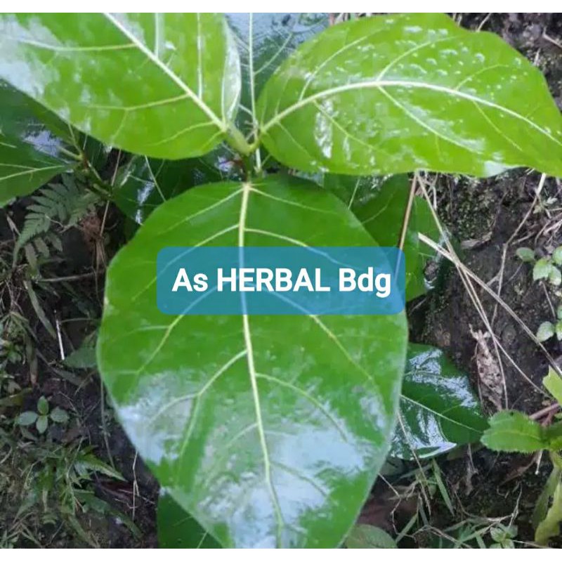 

Daun awar awar segar paket perlembar-az
