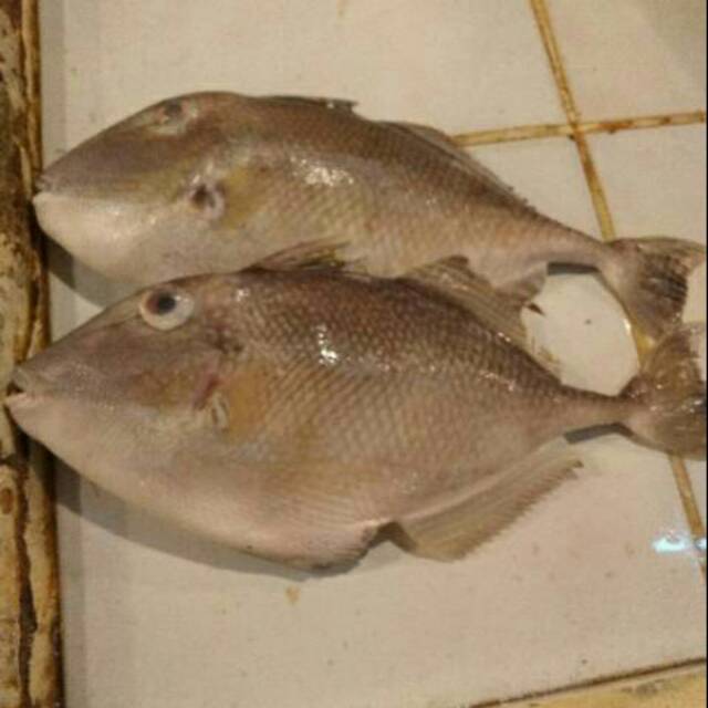 Ikan Ayam Ayam Per 100 Gram