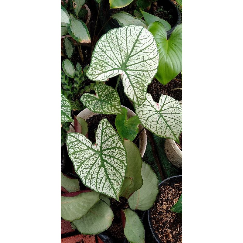 keladi putih/caladium white star