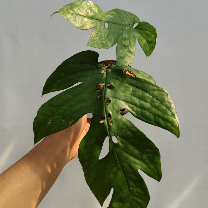 NEW PHILODENDRON AMYDRIUM - tanaman hias philodendron AMYDRIUM