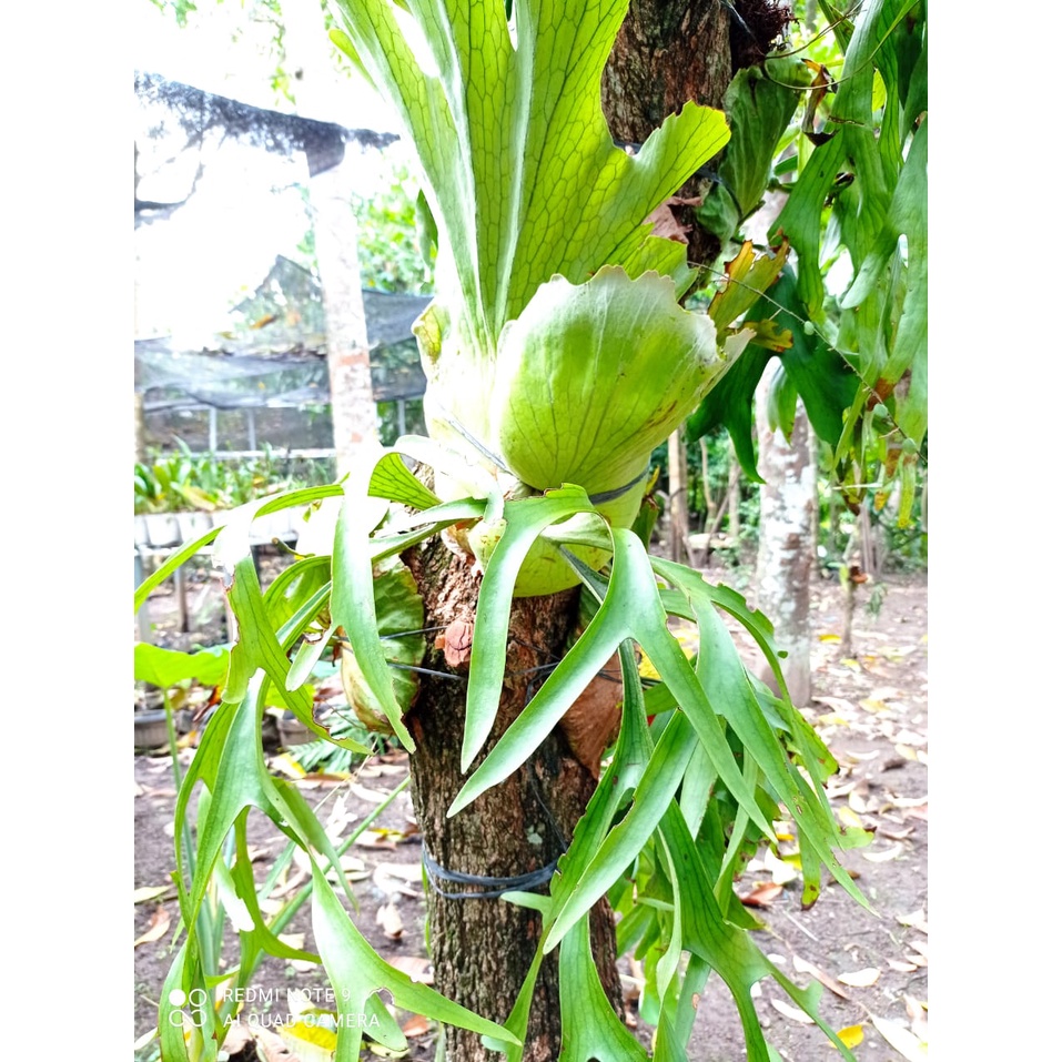 Tanaman Hias Tanduk Rusa Sumatera Besar